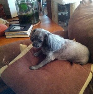 Meet your Posher, Riley